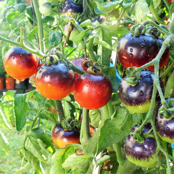 10+ Adet �ndigo Rose Domates Tohumu - Gurme Domates