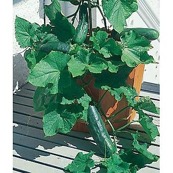 10+ Adet Az Alanda Y�ksek Mahsul Salatal�k Tohumu