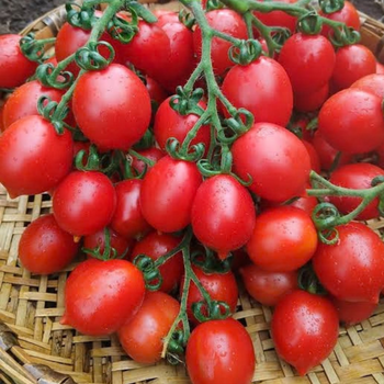 6 Renk 6 �zel T�r Kiraz Domates Tohumu Paketi - 60+ Tohum