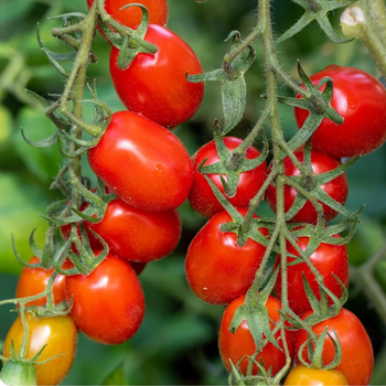 10+  Adet Geleneksel Roma Salk�m Domates Tohumu