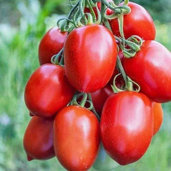 10+ Adet Rio Grande Sal�al�k Domates Tohumu- Geleneksel