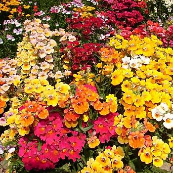 200+ Adet Nemesia Karnaval Bitkisi Tohumu- Kar���k �i�ekli