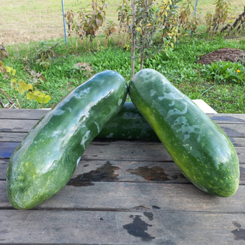 7 Adet Dev Vietnam Salatal�k Tohumu - �ok Nadir - Geleneksel