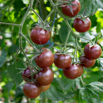 10+ Adet Domates Tohumu- �ikolata Kiraz Domates- S�r�k Tipi Domates