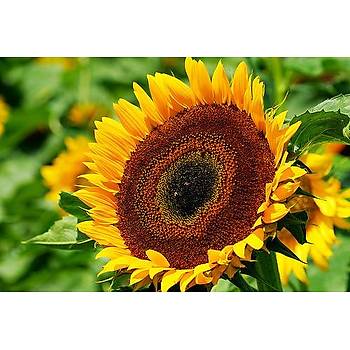 Dev Ay�i�e�i Taiyo Tohumu- 30 cm �i�ekli