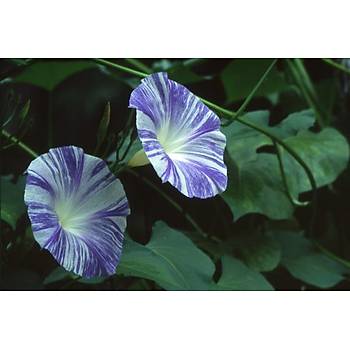 10+ Adet Sabah Sefas Sarmak Tohumu- Kark Dev iekli