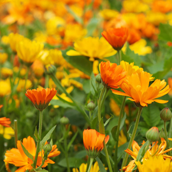 30+ Adet ifal Aynsefa Bitkisi Tohumu- Calendula Officinalis