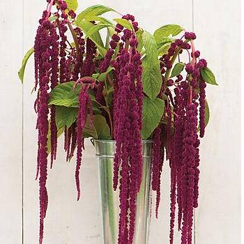 250+ Adet Amaranthus Bitkisi Tohumu- Bordo Damlayan iekler