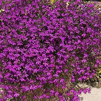 1200+ Adet Sarkan Bordo �i�ekli Lobelya Bitkisi Tohumu