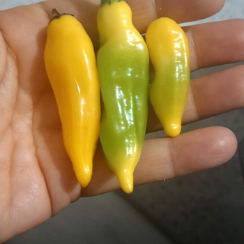 10+ Adet  Limon Damlas� Ac� Biber Tohumu - Geleneksel