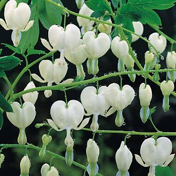 Dicentra- Kanayan Kalpler Tohumu- Beyaz iekli- Nadir