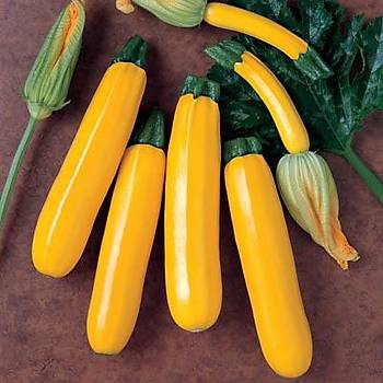 talyan Zucchini Sar ve Yeil Kabak Tohumu