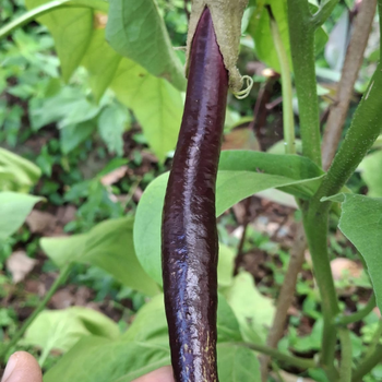 10+ E�ridere Y�lan Patl�can Tohumu - Geleneksel