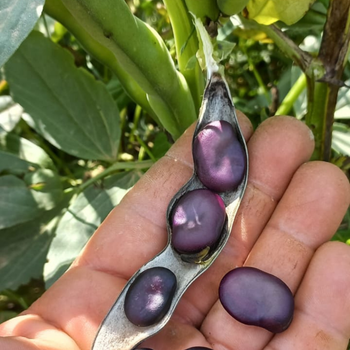 10+ Adet Mor Bakla Tohumu - zel Tr