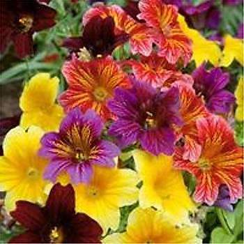 100+ Adet Painted Tongue Bitkisi- Kark Renk iekli- Salpiglossis Sinuata