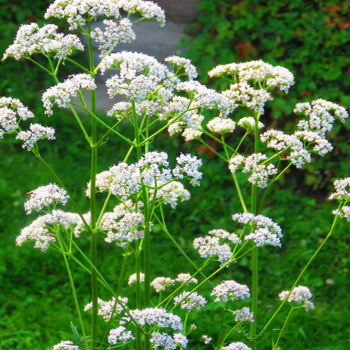 20+ Adet Anason Tohumu - Anise Pimpinella Anisum