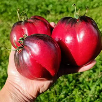 10+ Adet Sgt Peppers  Domatesi Tohumu -  Kolleksiyonluk T�r