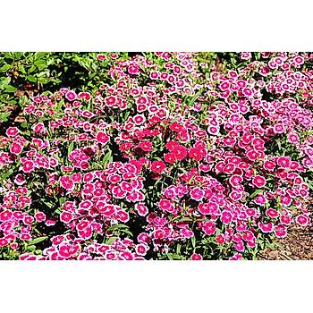 150+ Adet Pembe �i�ekli �in Karanfili Tohumu