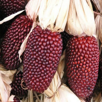 10+ Adet Minyatr ilek Msr Tohumu - Strawberry popcorn