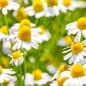 500+ Adet Alman Papatyas Tohumu - ifal Bitki - German Chamomile