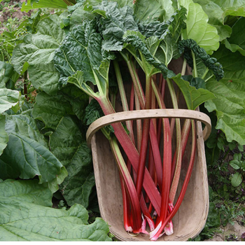 10+ Adet Rhubarb Pembe Victoria Tohumu- Ravent