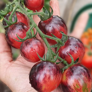 10+ Adet Siyah �ilek Domates Tohumu- �zel T�r