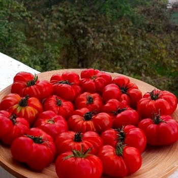 10+ Adet De�ti Susuz  Domates Tohumu-  Atal�k T�r