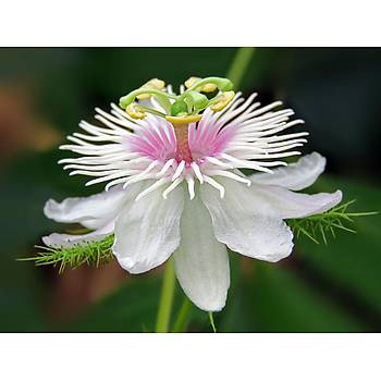 5 Adet Passiflora Foetida Sarma��k Tohumu- Sar� Meyveli
