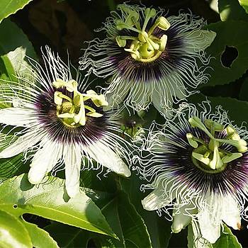 5 Adet Passiflora Flavicarpa Sarmak Tohumu- Sar Lezzetli Meyveler