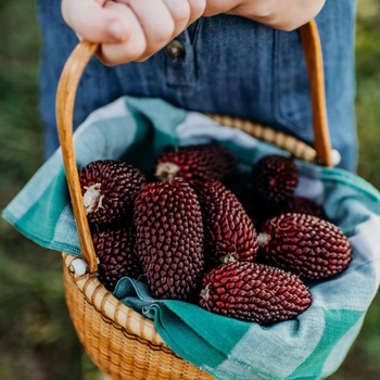 10+ Adet Minyatr ilek Msr Tohumu - Strawberry popcorn