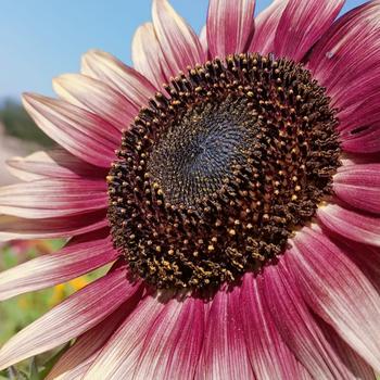 10+ Adet Strawberry Blonde Ayiek Tohumu - ok nadr