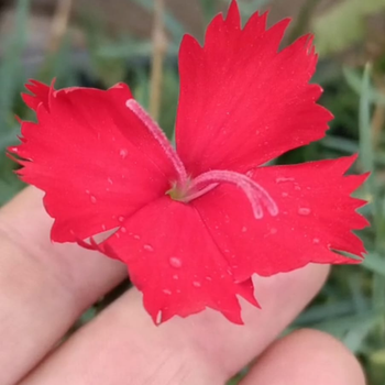 30+ Adet Kokulu Osmanl� Karanfili Tohumu