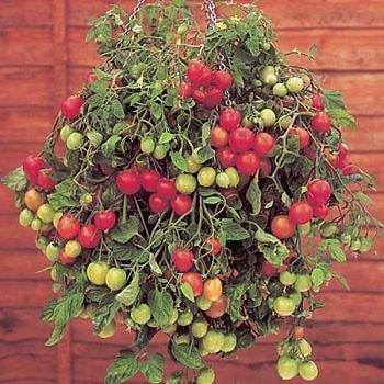 10+ Adet Gartenperle Gerek Sarkan Domates Tohumu- Geleneksel Alman Domatesi
