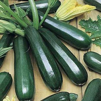 talyan Zucchini Sar ve Yeil Kabak Tohumu
