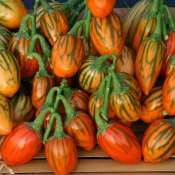 10+ �izgili Togo Patl�can� Tohumu - Geleneksel