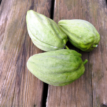 20+ Adet A�a� Bamyas� Tohumu