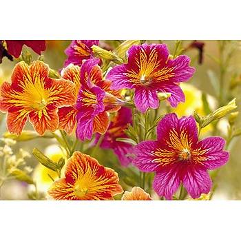 100+ Adet Painted Tongue Bitkisi- Kark Renk iekli- Salpiglossis Sinuata