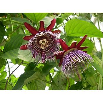 3 Adet Passiflora Quadrangularis Sarmak Tohumu- Dev Meyveli