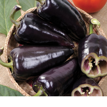 10+ Adet Siyah Kapya Tatl� Biber Tohumu