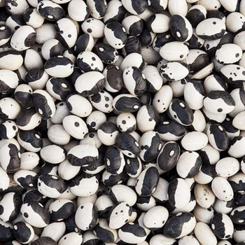 10+ Adet  Dalma�yal� B�r�lce Tohumu - Geleneksel