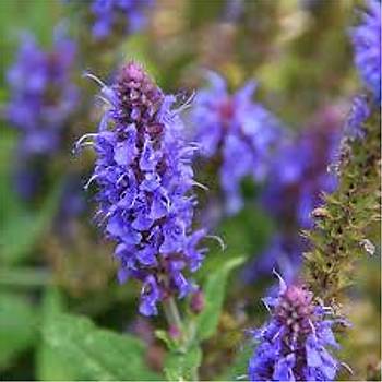 100+ Adet Zfa Otu Tohumu - Hyssopus Officinalis