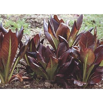 200+ adet Alacal K Marulu Tohumu- Gbek Marul