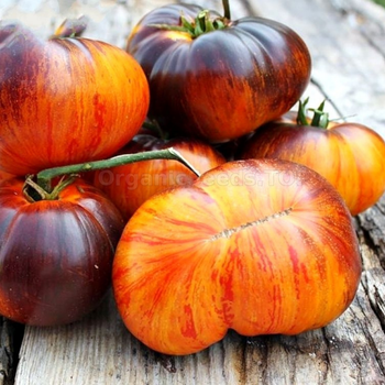 10+ Adet Alices Dream Domates Tohumu - Kolleksiyonluk Domates