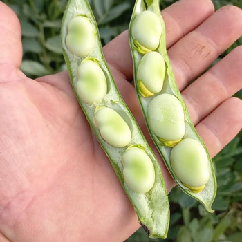 10+ Adet Sakz Bakla Tohumu