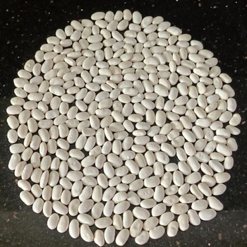 10+ Adet Bolu G�yn�k Atal�k Yerli Fasulye Tohumu