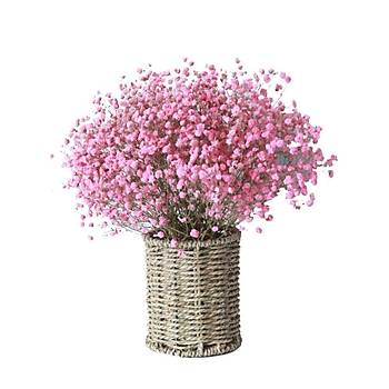 350+ Adet Kar���k Renk �i�ekli Bebek Nefesi �i�e�i- Cipso �i�e�i Tohumu