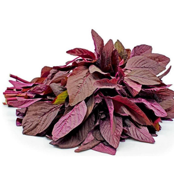 300+ Adet Krmz Amaranth Tohumu - Red Garneth Amaranth