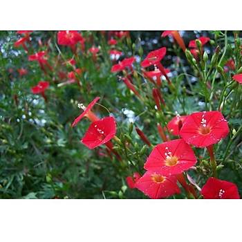 10+ Adet Kardinal Sarma���� Tohumu- K�rm�z� �i�ekli