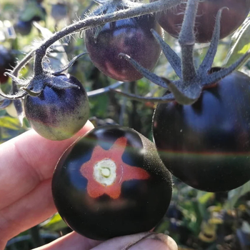 10+ Adet ndigo Rose Domates Tohumu - Gurme Domates