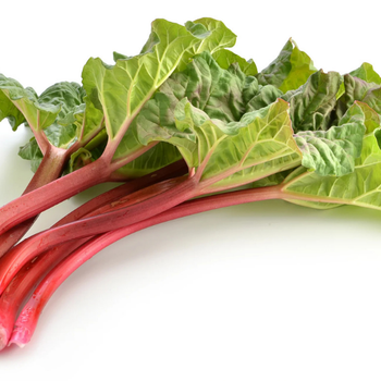10+ Adet Rhubarb Pembe Victoria Tohumu- Ravent